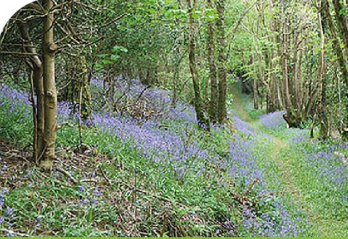 Peregrine Lodge - Idillic Cornwall Retreat Лискерд Экстерьер фото